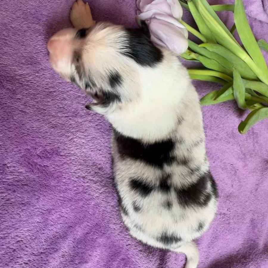 Collie Puppies Ready for Sale in Arizona (AZ)