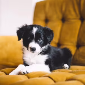 Collie Puppies Ready for Sale in Arizona (AZ)
