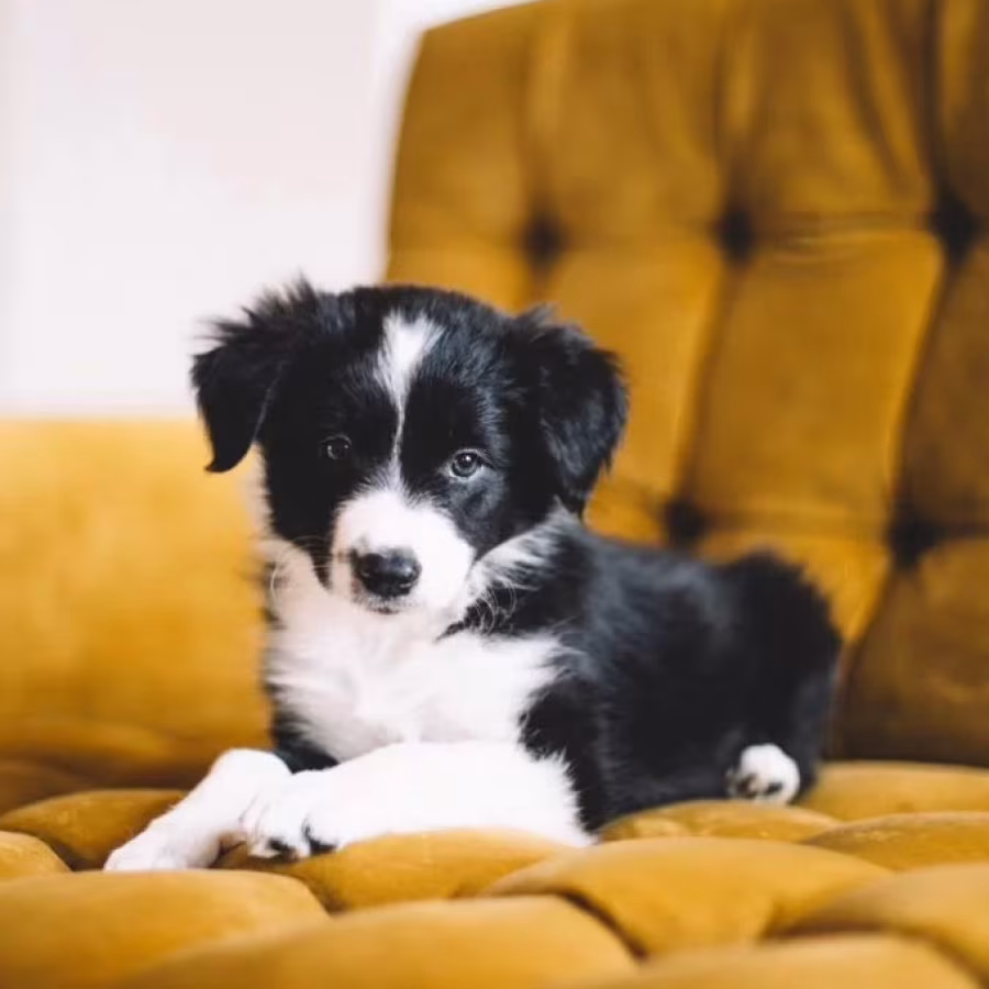 Collie Puppies Ready for Sale in Arizona (AZ)