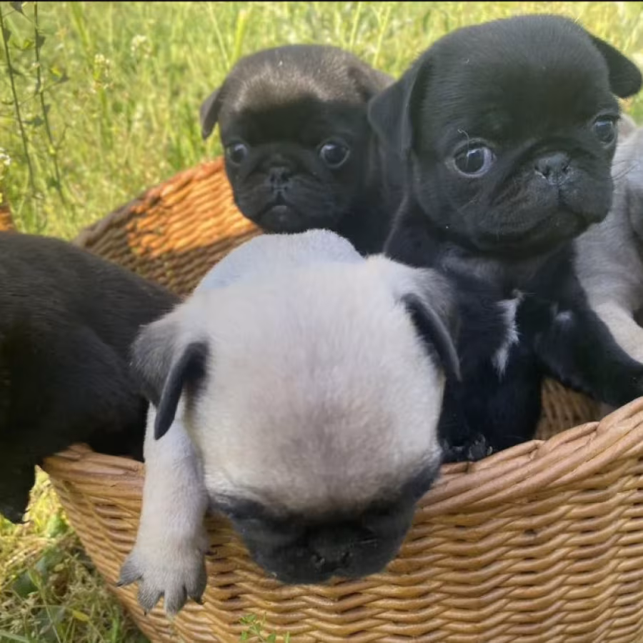 Pug Puppies for Sale in Texas (TX)