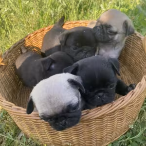 Pug Puppies for Sale in Texas (TX)