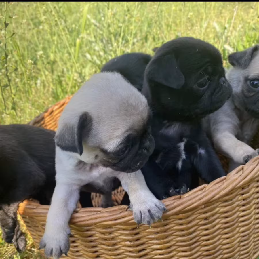 Pug Puppies for Sale in Texas (TX)