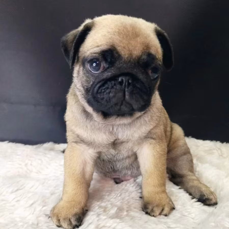 Pug Girl Looking for a New Family 12 Weeks Old Dallas (Texas)