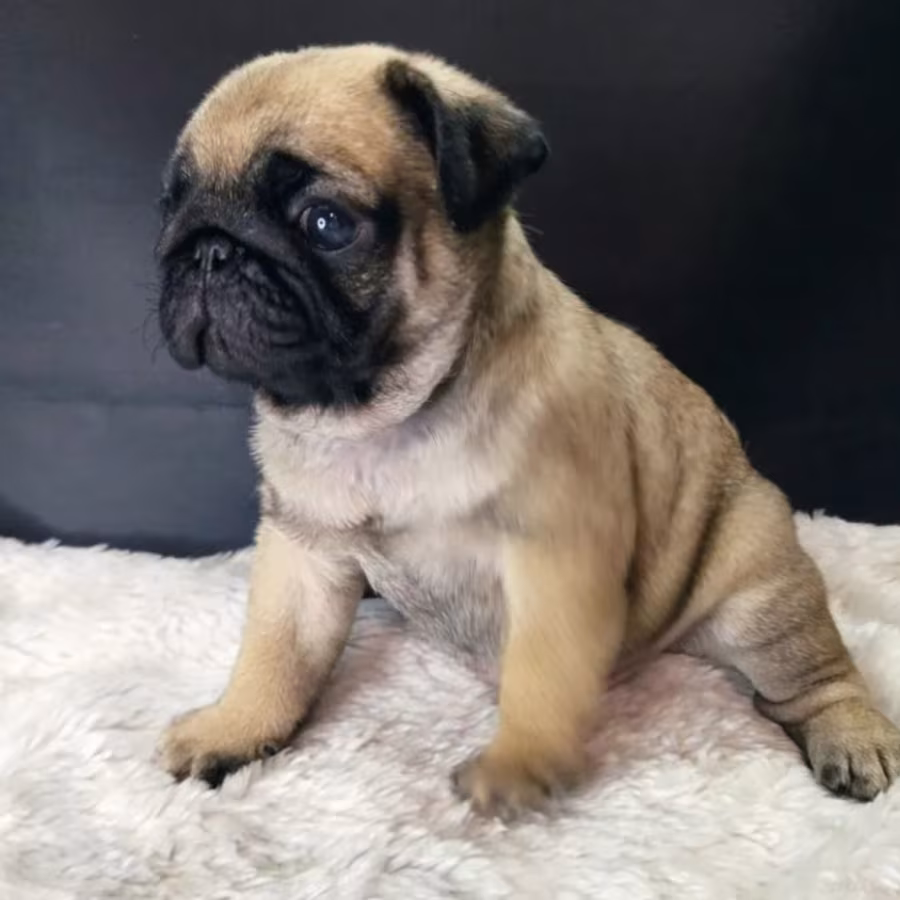 Pug Girl Looking for a New Family 12 Weeks Old Dallas (Texas)