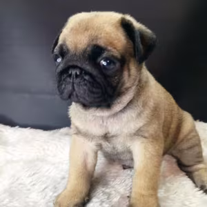 Pug Girl Looking for a New Family 12 Weeks Old Dallas (Texas)
