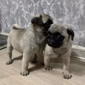 Two Pug Boys Looking for Loving and Responsible Owners in New York...