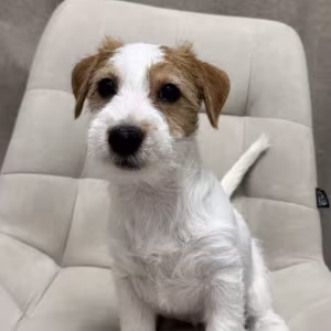 Jack Russell Terrier Puppies for Sale in Florida (FL)
