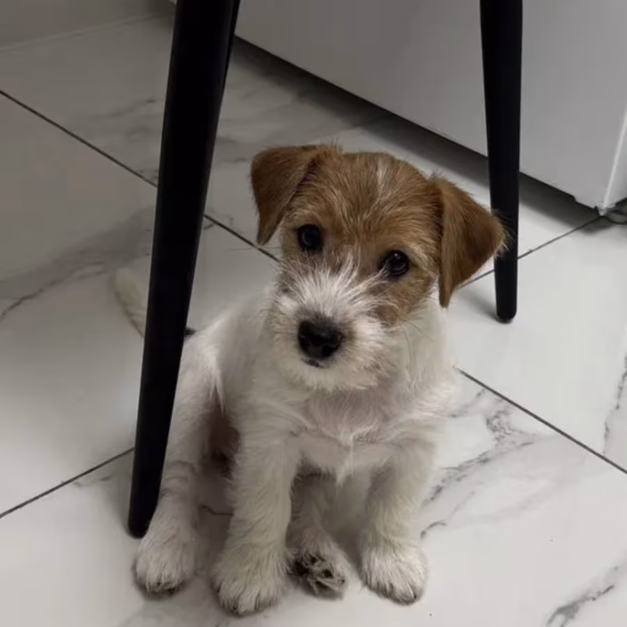 Jack Russell Terrier Puppies for Sale in Florida (FL)