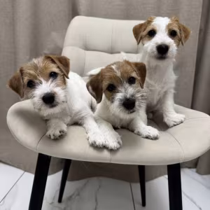 Jack Russell Terrier Puppies for Sale in Florida (FL)