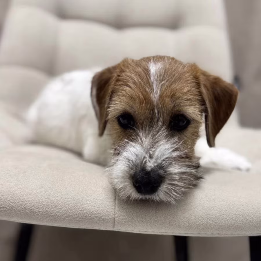 Jack Russell Terrier Puppies for Sale in Florida (FL)