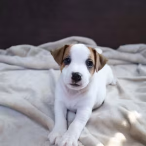 Jack Russell Terrier Girl Looking for a Home in Queens (New York)