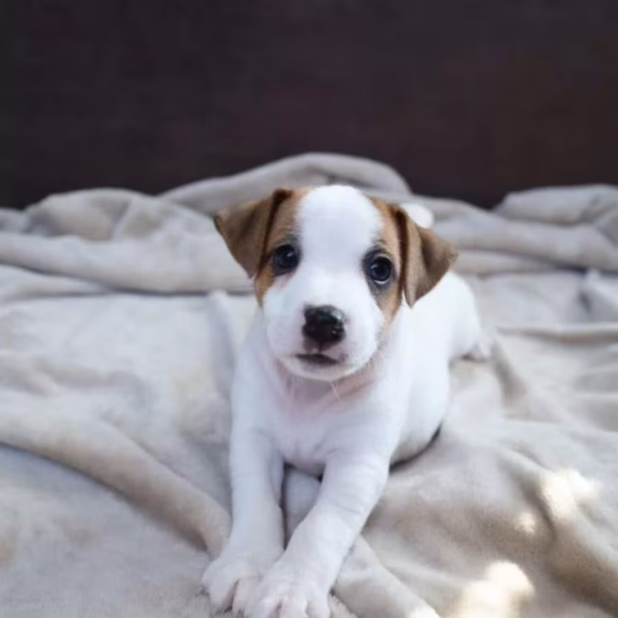 Jack Russell Terrier Girl Looking for a Home in Queens (New York)