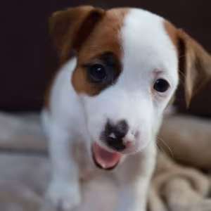 Jack Russell Terrier Girl Looking for a Home in Queens (New York)