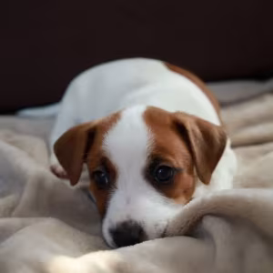 Jack Russell Terrier Girl Looking for a Home in Queens (New York)