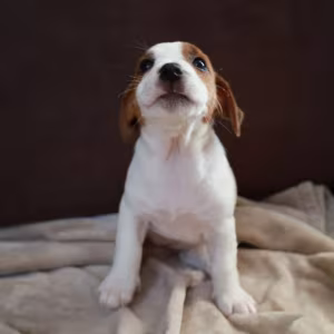 Jack Russell Terrier Girl Looking for a Home in Queens (New York)