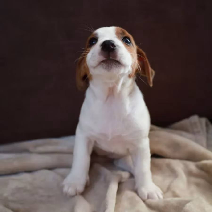 Jack Russell Terrier Girl Looking for a Home in Queens (New York)