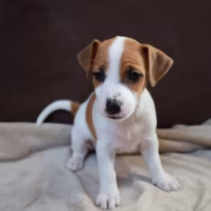 Jack Russell Terrier Girl Looking for a Home in Queens (New York)