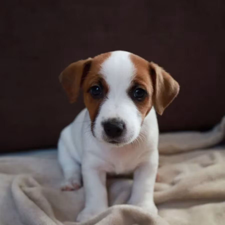Jack Russell Terrier Girl Looking for a Home in Queens (New York)