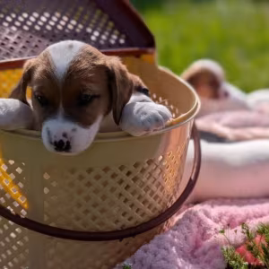 Jack Russell Terrier Puppies for Sale in Texas (TX)