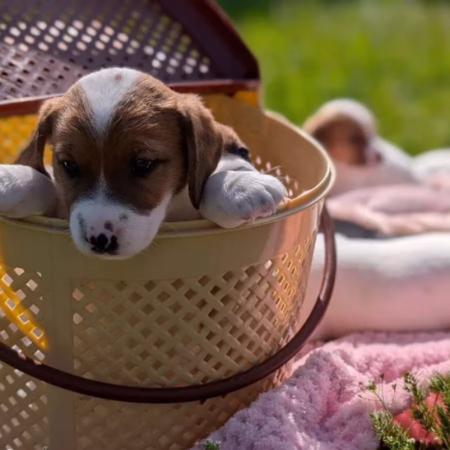 Jack Russell Terrier Puppies for Sale in Texas (TX)