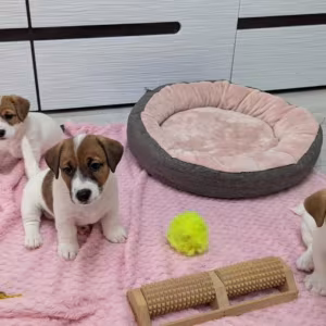 Jack Russell Terrier Puppies for Sale in Texas (TX)