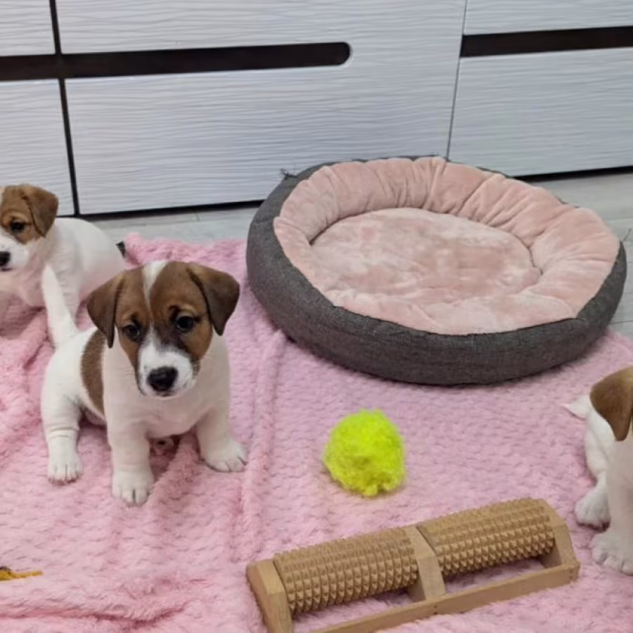 Jack Russell Terrier Puppies for Sale in Texas (TX)