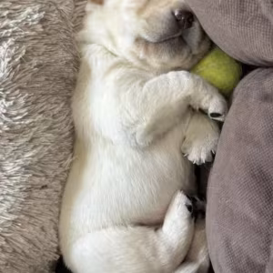 Labrador Retriever Puppies for Sale in California (CA)