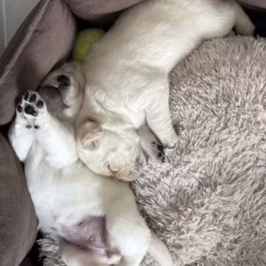 Labrador Retriever Puppies for Sale in California (CA)