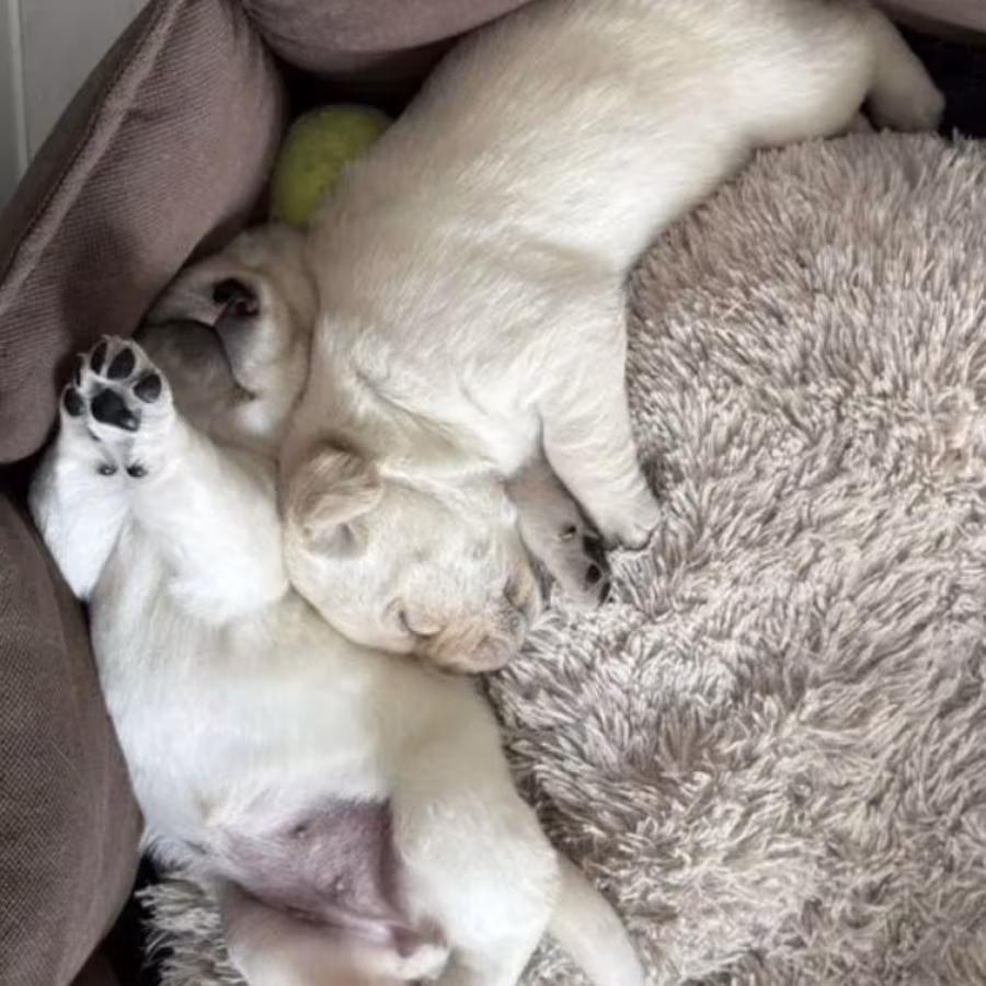 Labrador Retriever Puppies for Sale in California (CA)
