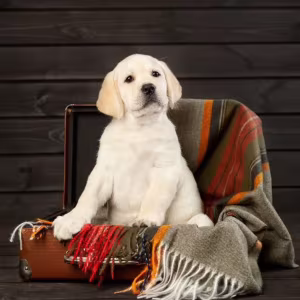 Labrador Retriever Boy and Girl Puppies Looking for Loving Owners i...
