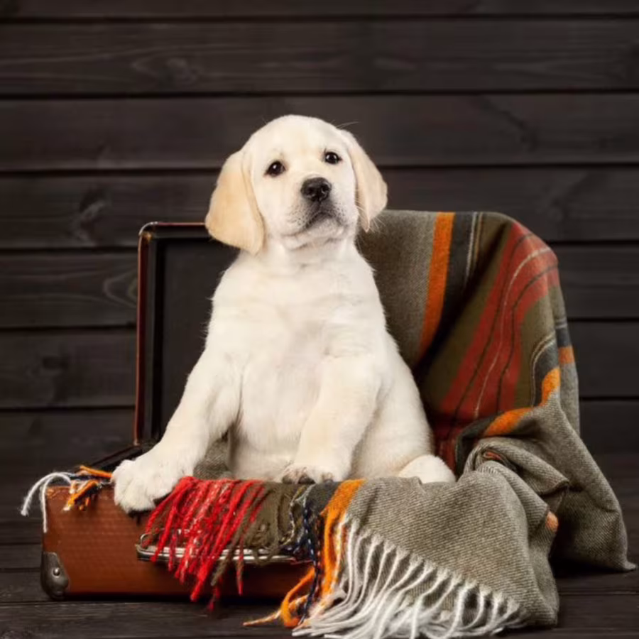 Labrador Retriever Boy and Girl Puppies Looking for Loving Owners i...