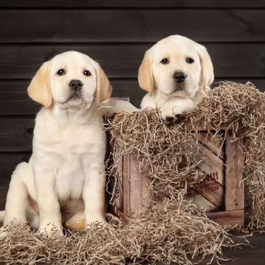 Labrador Retriever Boy and Girl Puppies Looking for Loving Owners i...