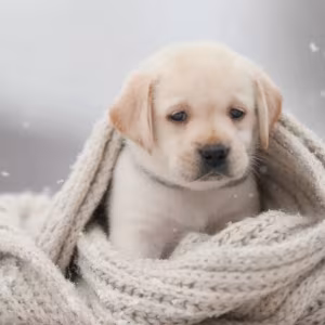 Male Labrador Retriever Puppy Looking for a Loving Home in North Ca...