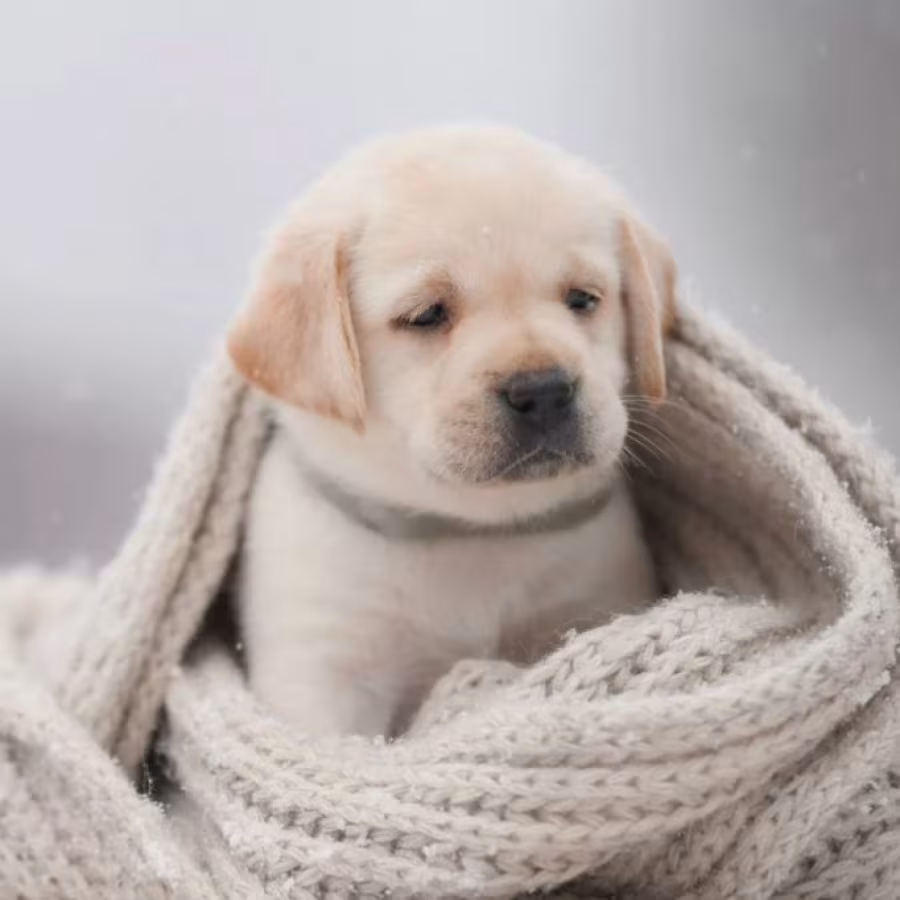 Male Labrador Retriever Puppy Looking for a Loving Home in North Ca...