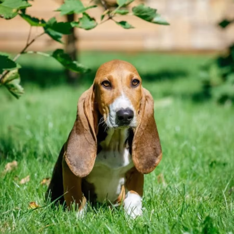Basset Hound Girl Puppy Looking for a Home in Detroit (MI)
