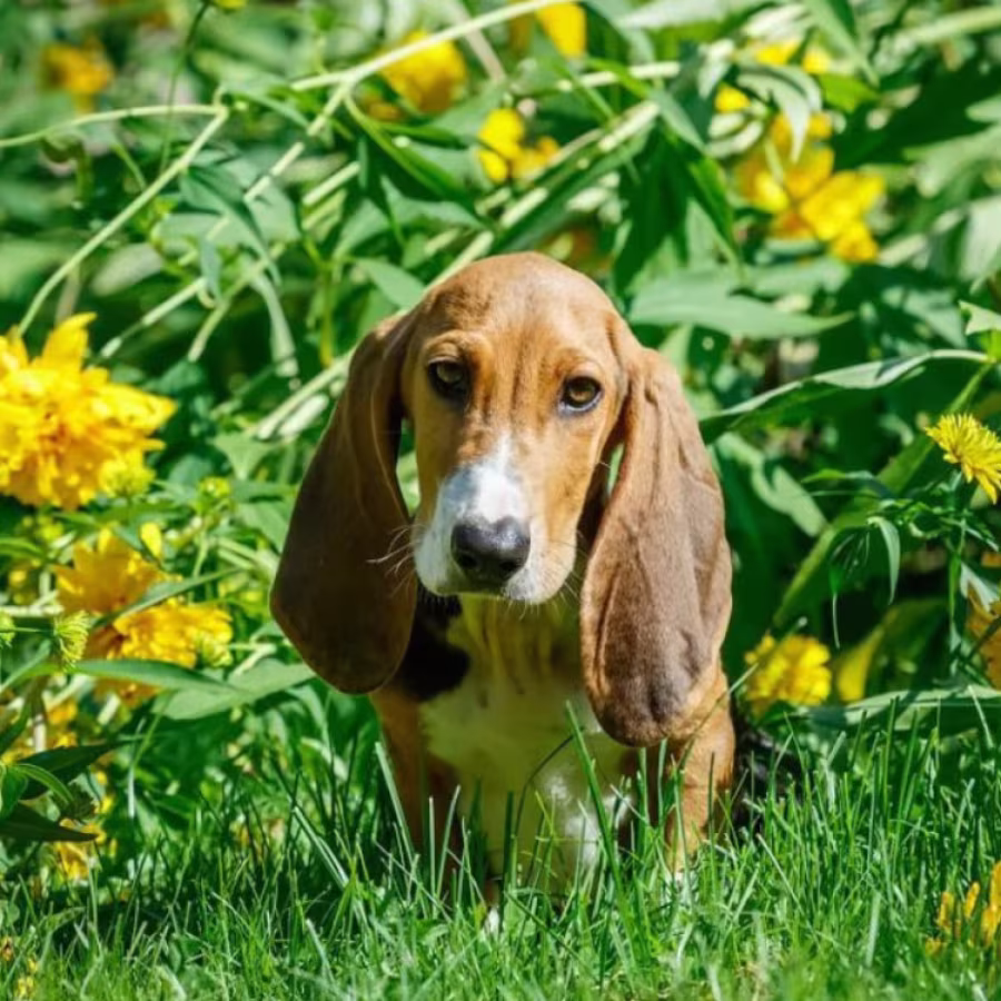 Basset Hound Girl Puppy Looking for a Home in Detroit (MI)
