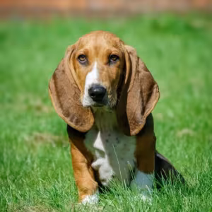 Basset Hound Girl Puppy Looking for a Home in Detroit (MI)