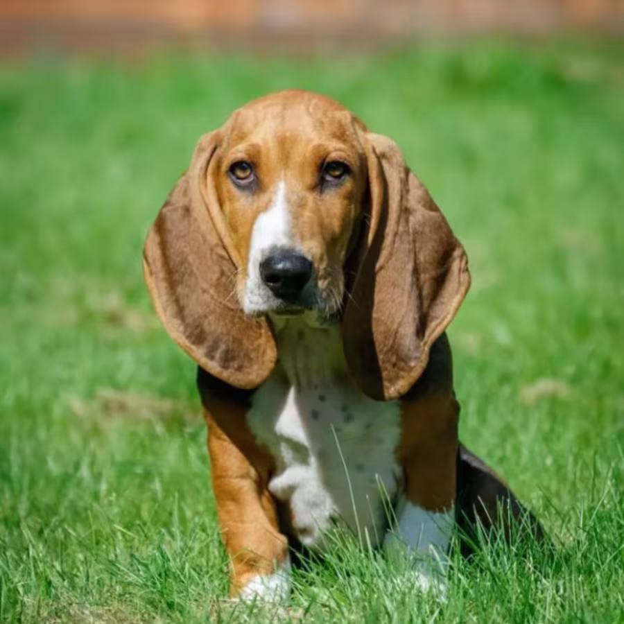 Basset Hound Girl Puppy Looking for a Home in Detroit (MI)