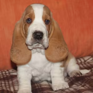 Basset Hound Boy and Girl Puppies Looking for a Home in New York (NY)