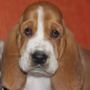 Basset Hound Boy and Girl Puppies Looking for a Home in New York (NY)