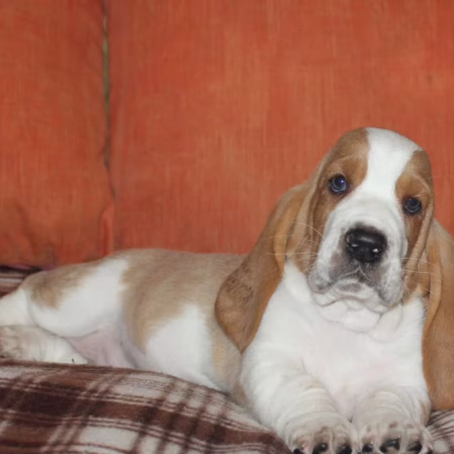 Basset Hound Boy and Girl Puppies Looking for a Home in New York (NY)