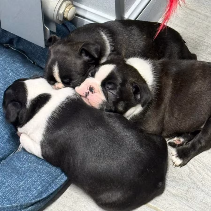 Boston Terrier Puppies for Sale in Pennsylvania (PA)