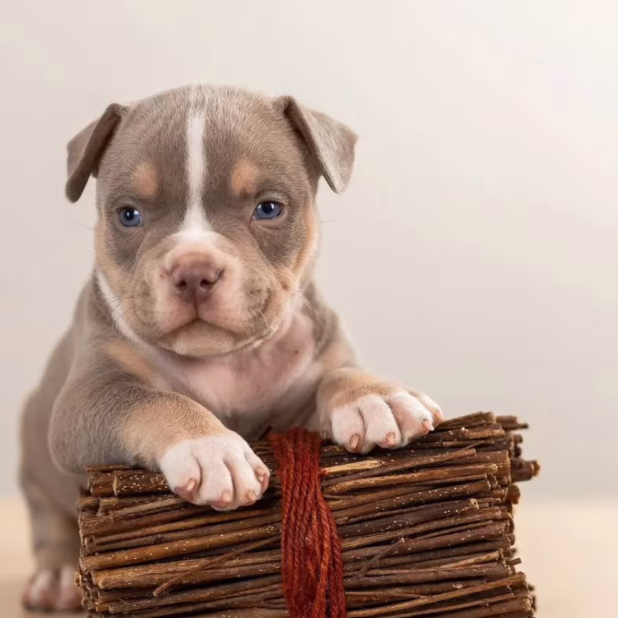 American Pit Bull Terrier Puppies for Sale in Indiana (IN)