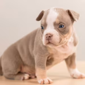 American Pit Bull Terrier Puppies for Sale in Indiana (IN)
