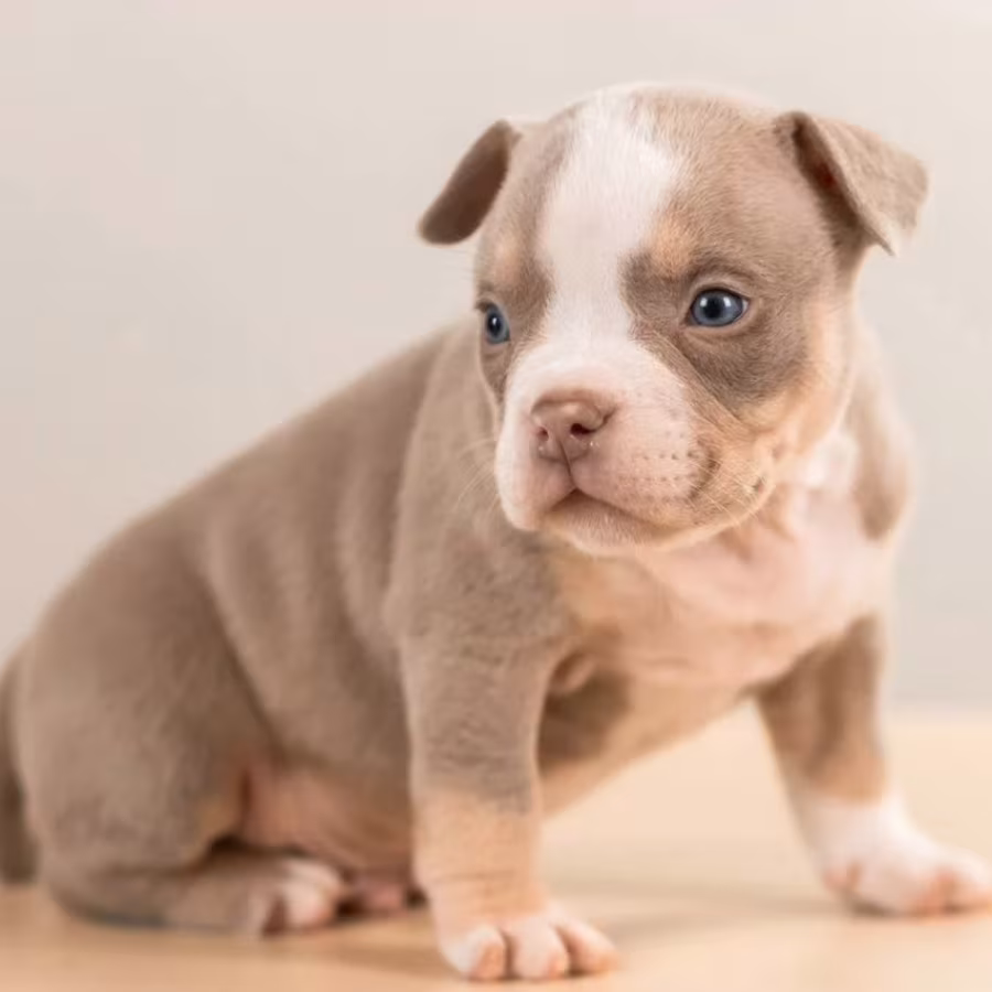 American Pit Bull Terrier Puppies for Sale in Indiana (IN)