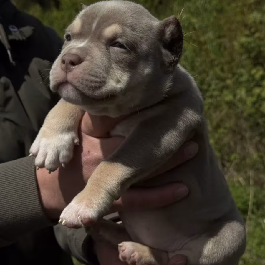 American Pit Bull Terrier Girl Looking for a Home in New York (NY)