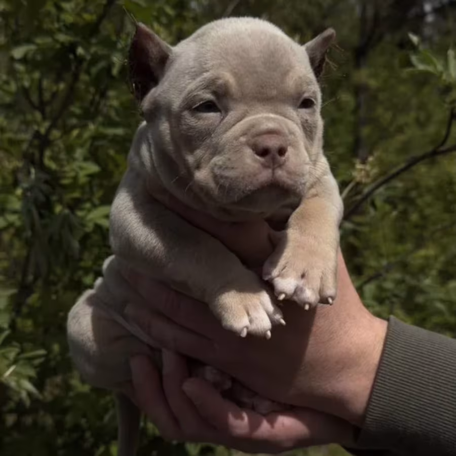 American Pit Bull Terrier Girl Looking for a Home in New York (NY)