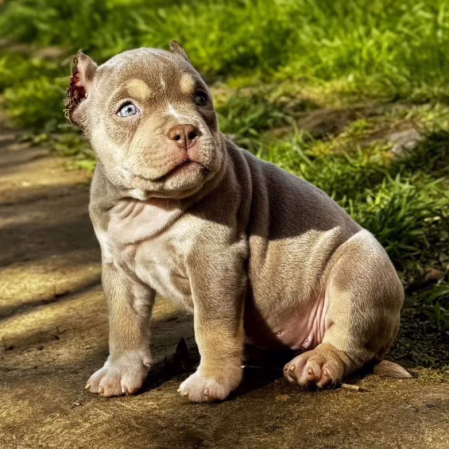 American Pit Bull Terrier Girl Looking for a Home in New York (NY)
