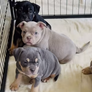 Playful American Pit Bull Terrier Puppies for Sale in New York (NY)