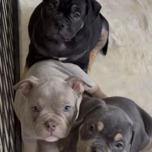 Playful American Pit Bull Terrier Puppies for Sale in New York (NY)